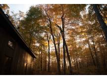 House into the woods, in maple grove
 thumbnail 27